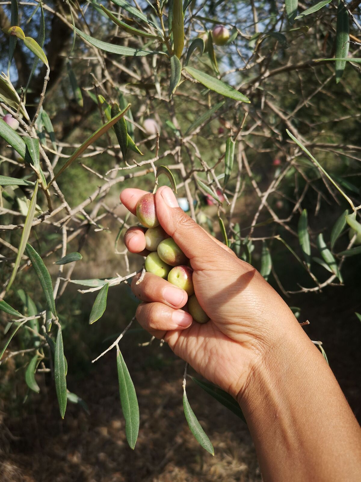 Uliveto secolare con cesto di olive appena raccolte
