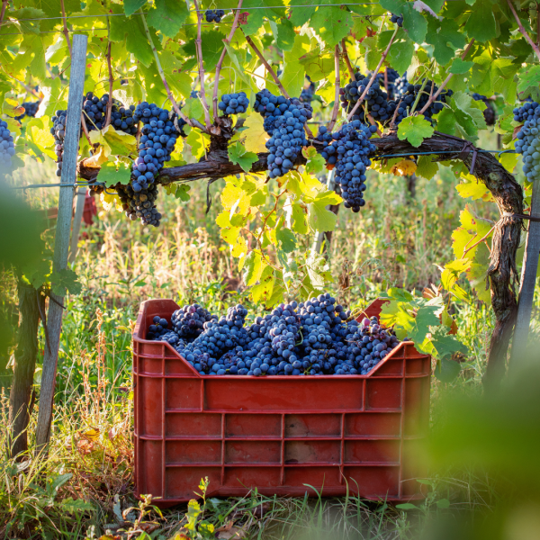 Vigneto su suolo vulcanico con grappoli d'uva al tramonto
